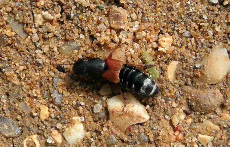 Platydracus stercorarius